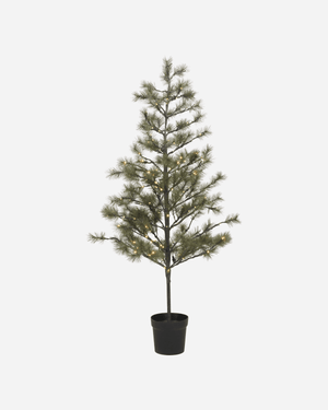 Weihnachtsbaum H 180 cm Natur im Topf